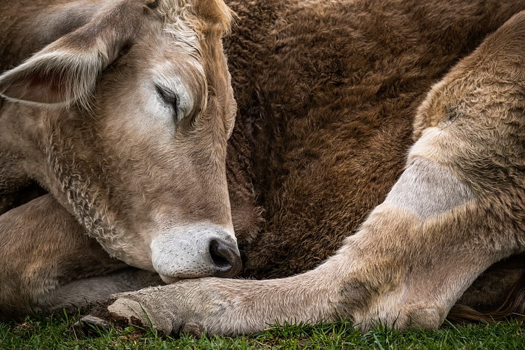 Greg steer enjoys an afternoon nap. Farm Sanctuary, Watkins Glen, New York, USA, 2023. Jo-Anne McArthur / Farm Sanctuary / We Animals. Greg steer enjoys an afternoon nap. Farm Sanctuary, Watkins Glen, New York, USA, 2023. Jo-Anne McArthur / Farm Sanctuary / We Animals.